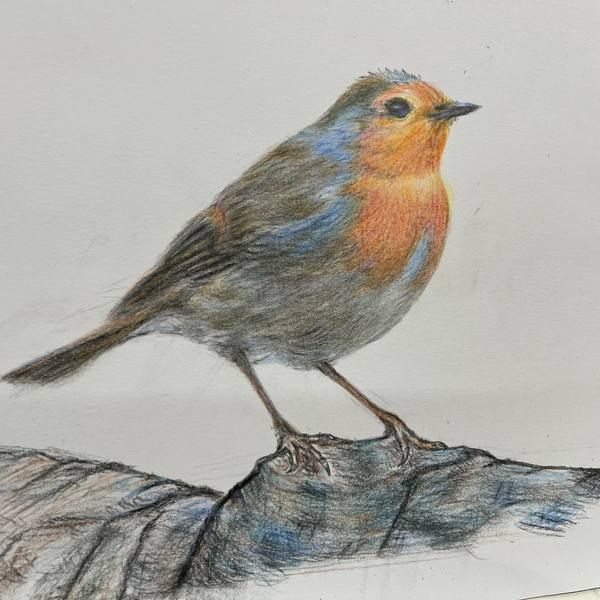 Coloured pencil drawing of a robin