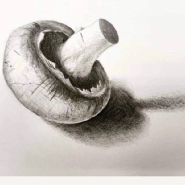 Graphite drawing of a mushroom