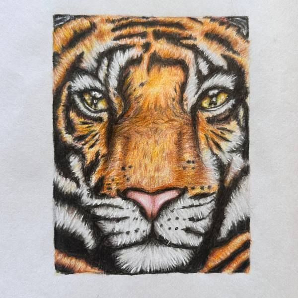 A detailed coloured-pencil tiger drawn by a student