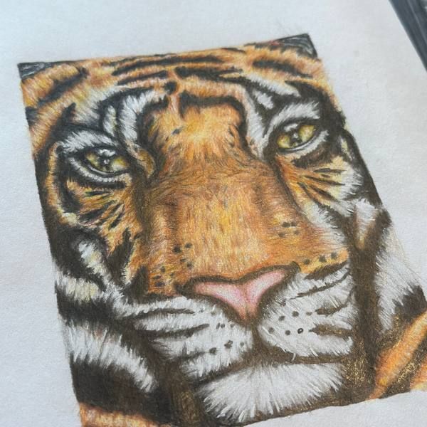 Detailed tiger drawing in progress