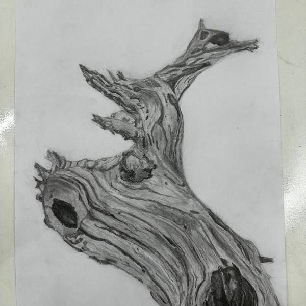 Graphite drawing of driftwood
